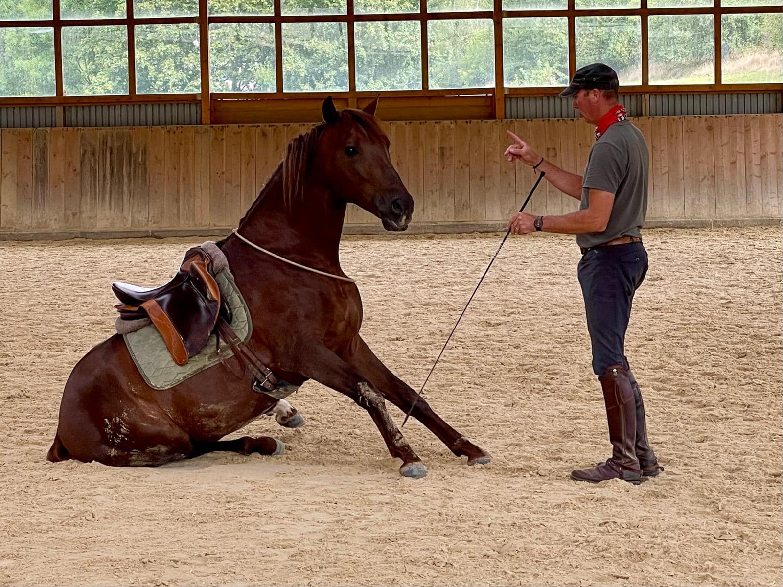 Sitzendes Pferd in der Arbeit