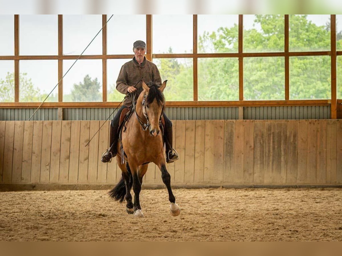 lusitanos hengst quieto
